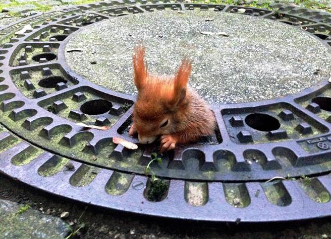 红松鼠卡在井盖孔里，救援人员花费很长时间才解救出来。图片来源：BBC
