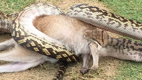 澳大利亚一条4米长蟒蛇当众活吞沙袋鼠(图)