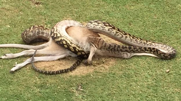 澳大利亚一条4米长蟒蛇当众活吞沙袋鼠(图)