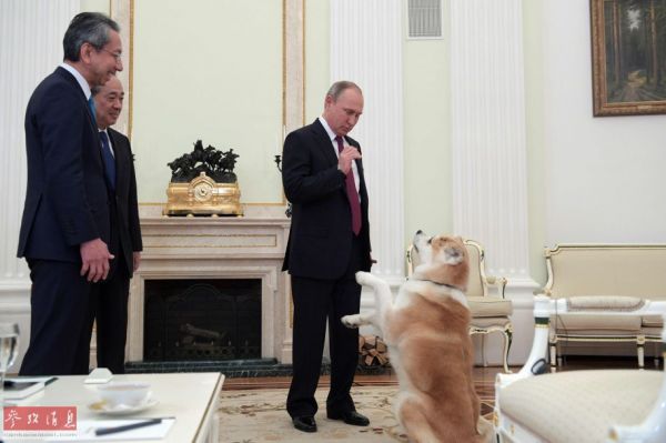 2016年12月7日，俄罗斯总统普京带着秋田犬在莫斯科克里姆林宫接受日本媒体采访。图片来源：路透社