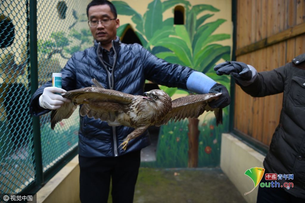 河南雾霾太严重猛禽觅食难 在田间饿晕了 (组图)