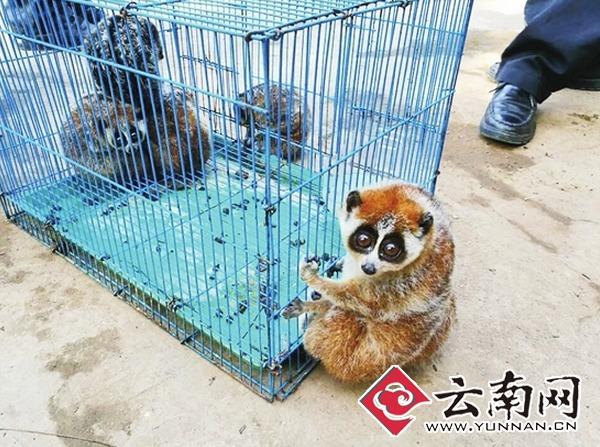 养殖场收养的蜂猴很可爱