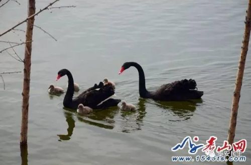 此外,天鹅湖景区的工作人员介绍说,未孵化的天鹅蛋对于普通市民来说毫无用处,既不能食用也不能孵化小天鹅,即便摆在家中观赏,天气炎热时也有可能爆裂,且现在孵化已经中断,偷蛋之人现在将天鹅蛋送回来,这5颗蛋也不可能孵出天鹅了。