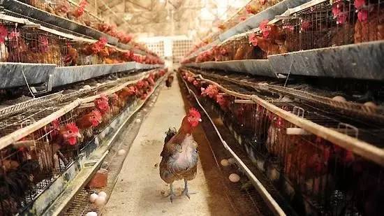 中国进入H7N9疫情高发期 你吃的鸡鸭肉安全吗