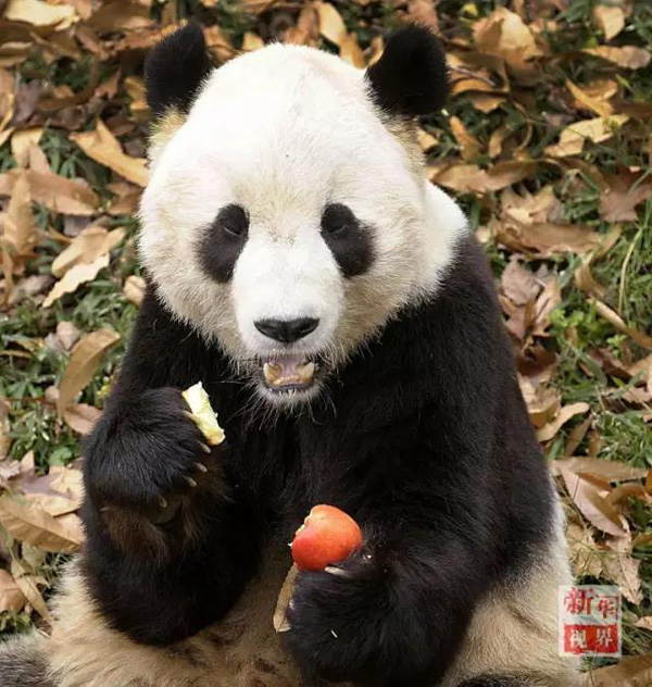 2009年12月4日"泰山"在华盛顿国家动物园里吃苹果 新华社 资料图