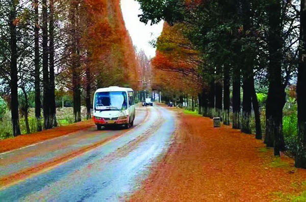 这段公路被誉为黄山市“最美公路”。