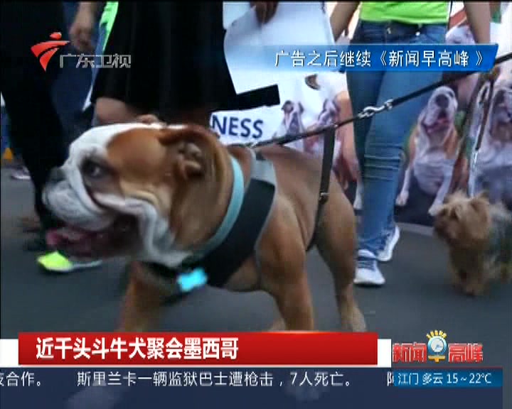 近千头斗牛犬聚会墨西哥