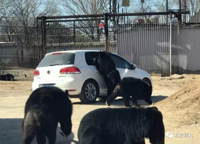 北京八达岭野生动物园轿车遭黑熊围堵 因儿童不慎打开车窗