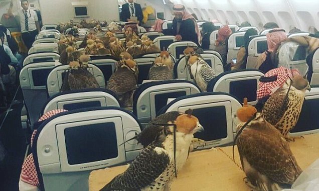 沙特王子给他的80只鹰买了机票出行