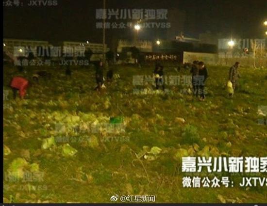 传浙江嘉兴一居民28亩30万斤白菜一夜被抢光