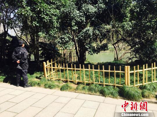 瘦西湖景区已经对黑天鹅生活的区域实行全天候守护。 崔佳明 摄