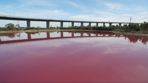 专家称，湖水变红是自然现象。（澳大利亚维多利亚州公园）