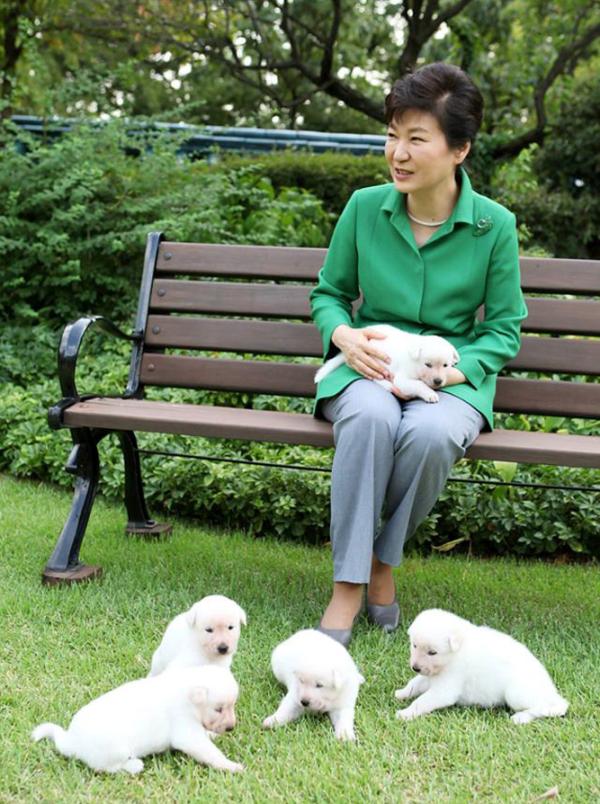 2015年9月20日,朴槿惠发布与珍岛犬幼犬在青瓦台的合照。
