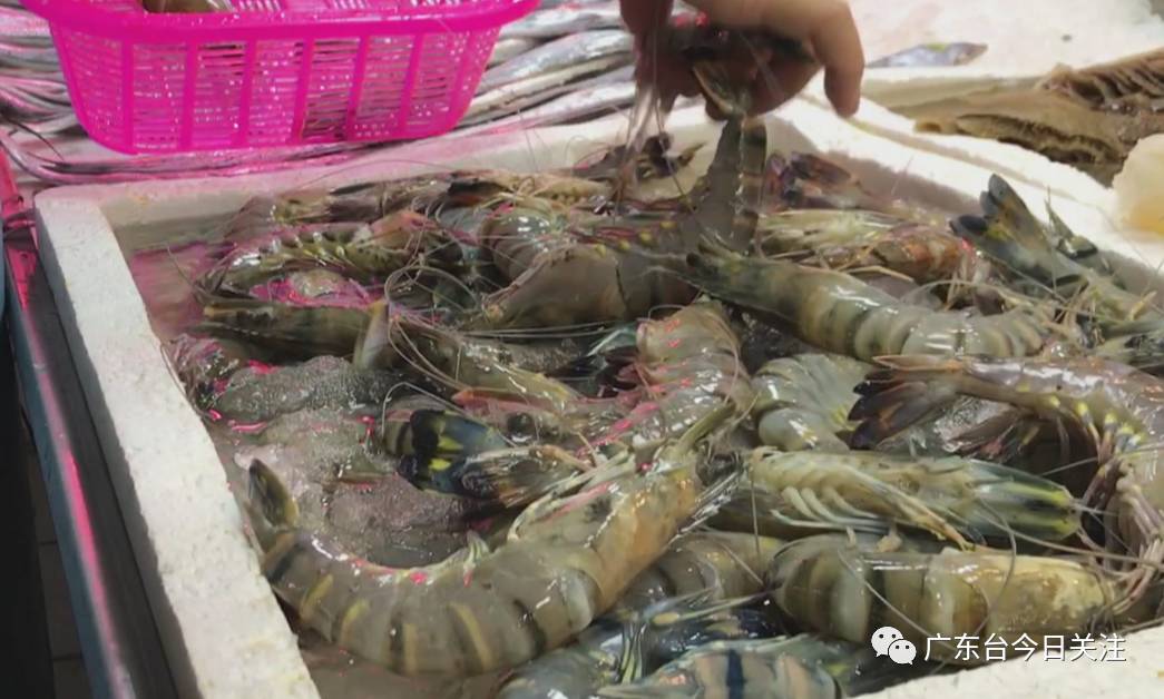 我们首先来到报料人日前帮衬过的水产档G01档口,工作人员说这批冷冻九节虾今天刚到货,卖45元/斤,非常新鲜。她还“教路”说,选虾要选肉质厚实、虾身完整的。她还强调这些虾销路很好,像昨天就卖去了一两百斤,记者随即购买了一斤。