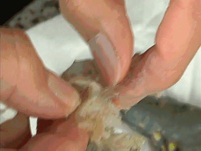 注水肉后又来注胶虾:商家疑用明胶粘合虾头和虾身