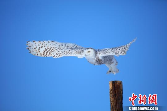 小憩過后，雪鸮張開翅膀翱翔于藍天之中。 劉是何 攝