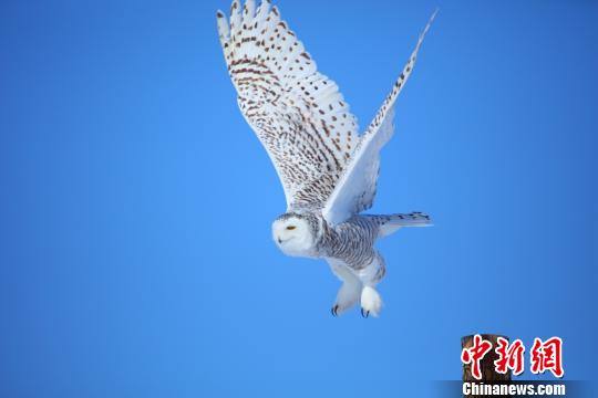 小憩過后，雪鸮張開翅膀翱翔于藍天之中。 劉是何 攝