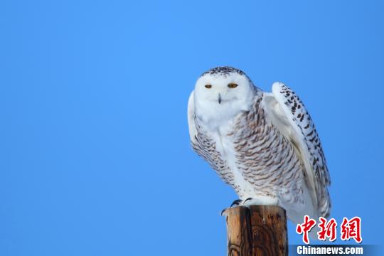 小憩過(guò)后，雪鸮張開(kāi)翅膀翱翔于藍(lán)天之中。 劉是何 攝