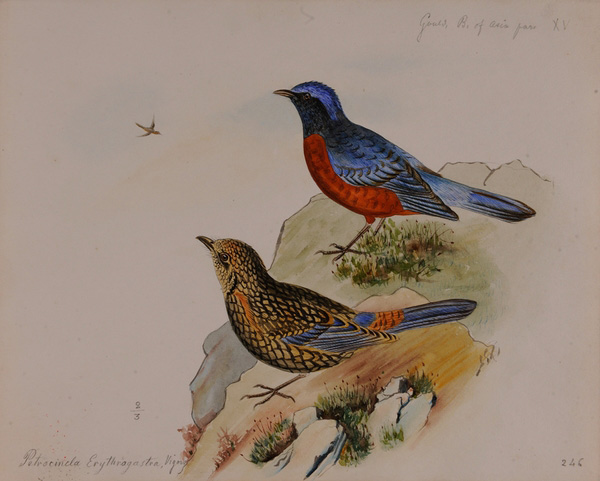 十九世纪法国传教士手绘中国鸟类图谱展亮相保利