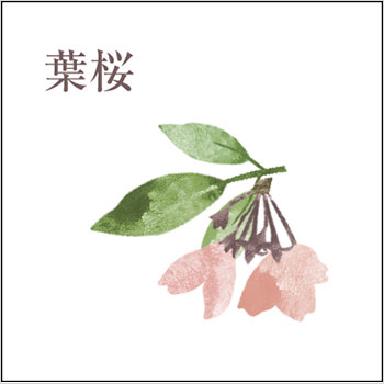 花落盡，開始長出綠葉