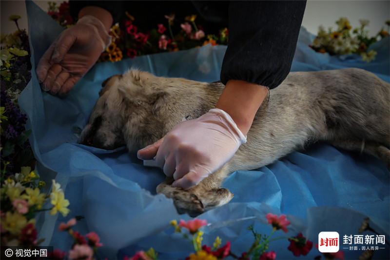 北京宠物殡葬业生意猛增有人弃高薪加入