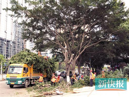 广州砍掉几百棵十年榕树换种白兰居民心痛(图)