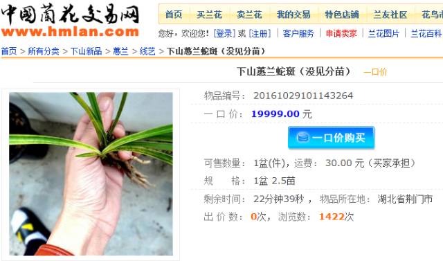 蕙兰市价不菲