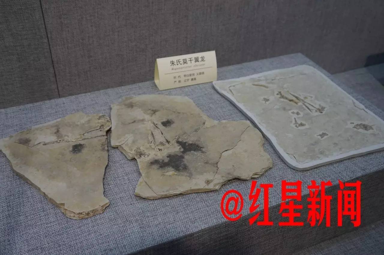 朱氏莫干翼龙化石。正是这项捐赠,让朱海芬成为被告人。