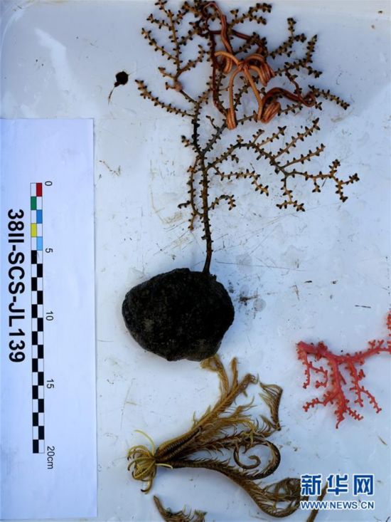 这是5月5日拍摄的“蛟龙”号从深海带回的珊瑚、海百合等生物样品。当日，“蛟龙”号载人潜水器在南海北部的浦元海山发现多金属结核区，同时带回珍贵生物样品。 新华社记者 刘诗平 摄