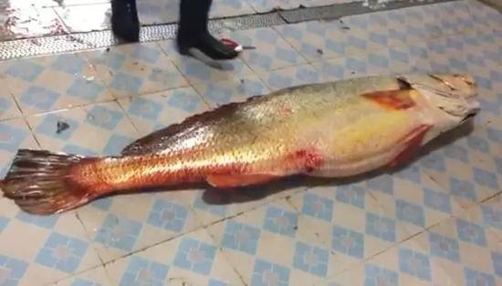 金钱鮸主要产区在广东沿海与闽南渔场。鱼鳔上部粘有肥厚的胶原蛋白,以金黄色,鲜艳有光泽和鼓状波纹为上品。