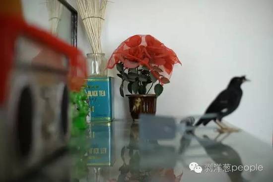 2016年8月29日，受害人白兰（化名）父亲的家中，28年来，白兰当年在白银公司表演舞蹈获得的一束塑料花，一直摆在柜子上。 新京报记者吴江摄