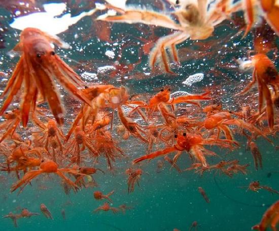 当地专业人士分析，由于海水持续升温，致使小龙虾进行大规模北迁。