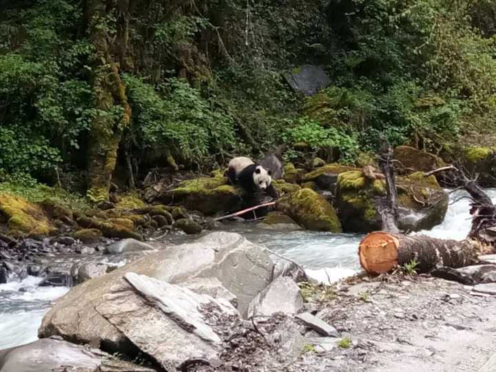 四川宝兴再现野生熊猫河边喝水发现有人转身就跑