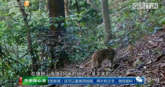 深圳闹市区现多只野生豹猫专家建议减少人类干预