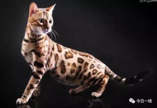 深圳闹市区现多只野生豹猫专家建议减少人类干预