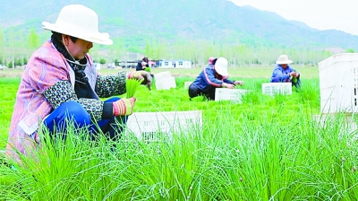 西营村村民收割小香葱。 光明日报记者 杨珏摄/光明图片