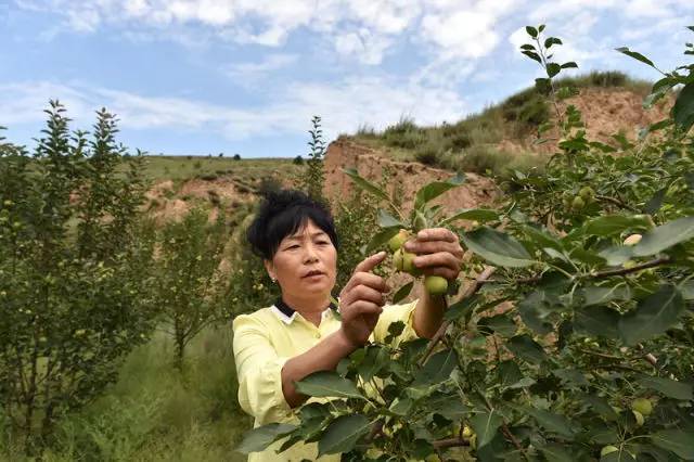 在山西省右玉县杨千河乡南崔家窑村，余晓兰在查看苹果的生长情况（7月29日摄）。 新华社记者詹彦摄