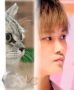 组图:李宇春大战可爱猫咪 比比谁的表情最趣怪