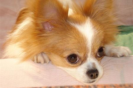 蝴蝶犬