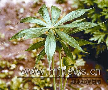 方正學生中毒乃是誤食天南星植物因時而毒圖