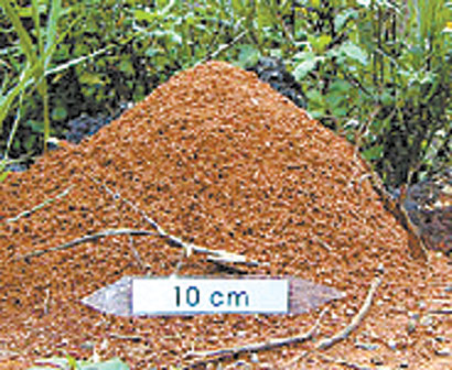 红火蚁疫情可控可防可治(组图)