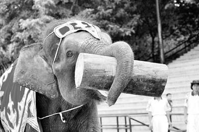大象鼻子搬木头图片