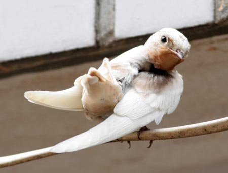 白燕公鸟的样子图片