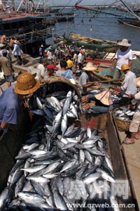 泉州开渔首日,860艘渔船出海(组图)