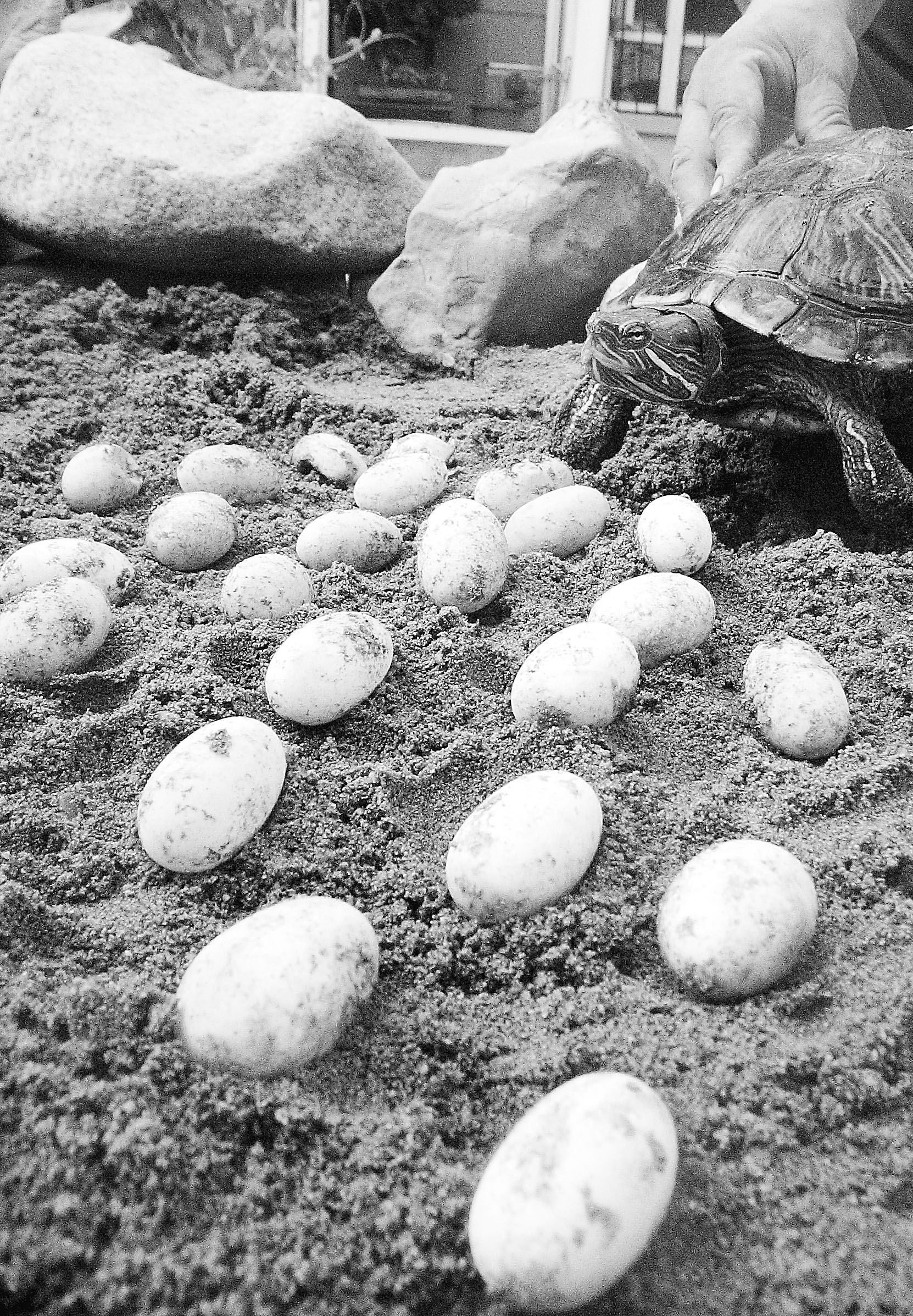 家养巴西龟产蛋(图)
