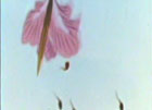 С衷(1978)