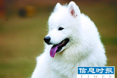 薩摩耶德犬狗樣年華:最接近原始犬種之一(圖)