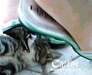 广东珠海虐猫图片