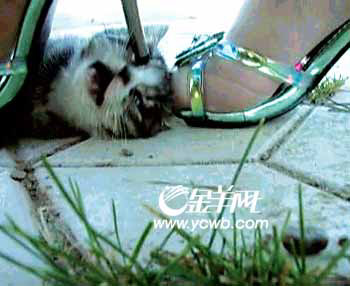 广东珠海虐猫图片