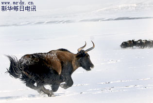 一頭野犛牛在雪地上追逐同伴(4月30日攝).